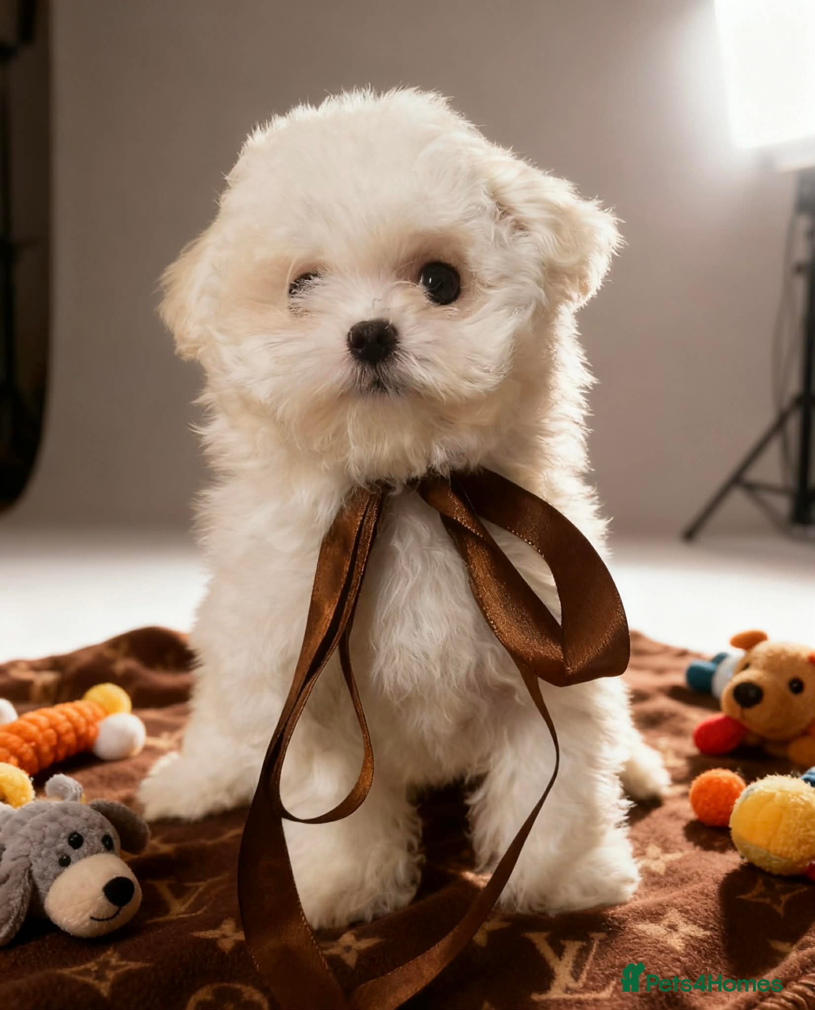 Maltipoo dogs Exquisite F1 Maltipoo Male - Advert 4