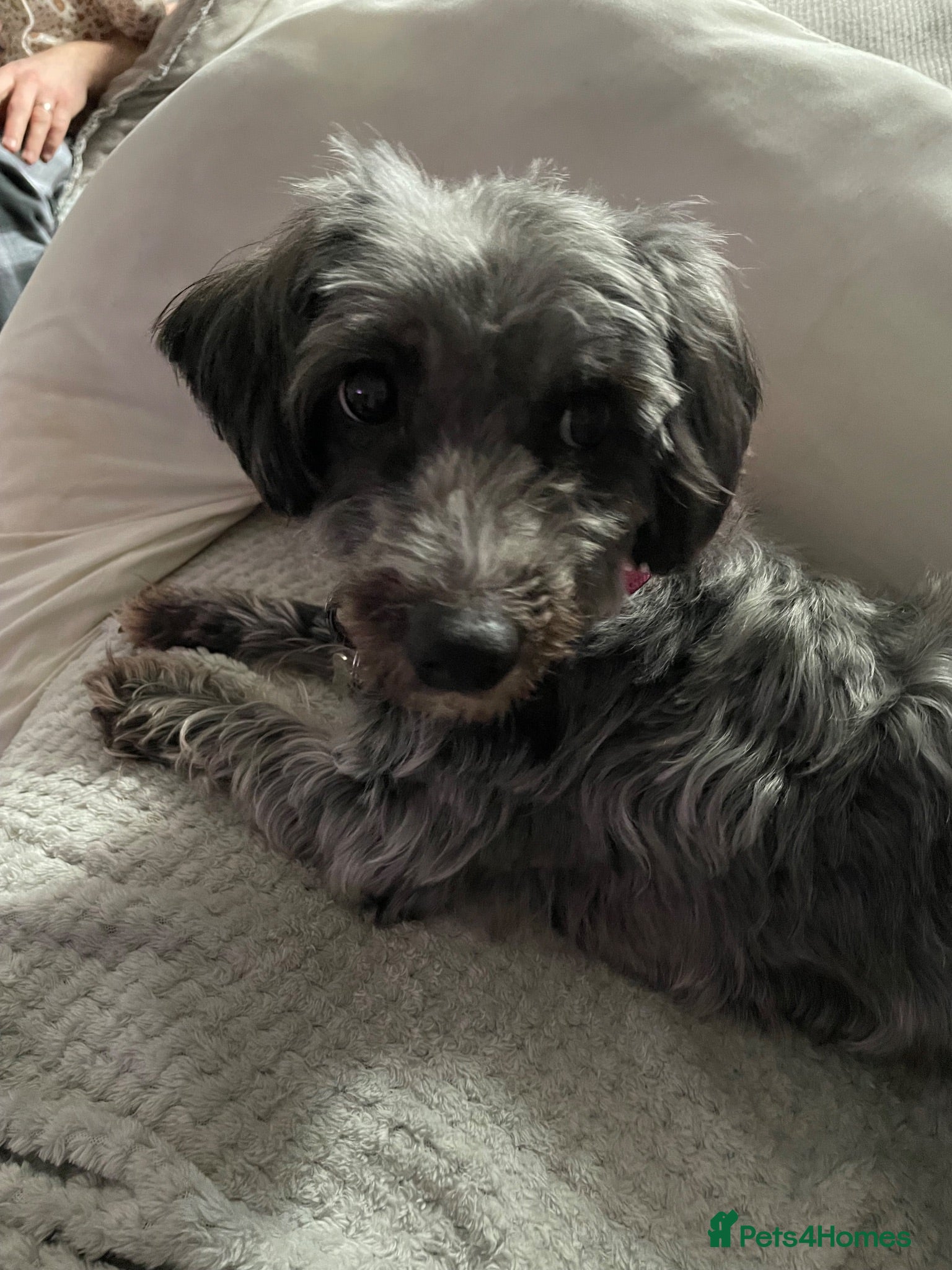 Mixed Breed dogs Cockapoo x - Advert 2