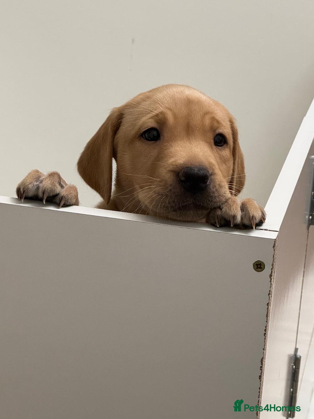 Labrador Retriever dogs for sale: 3x chunky Labradors for sale  - Advert 13