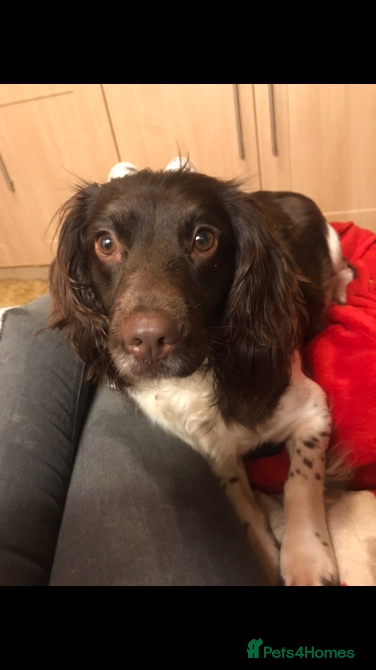 English Springer Spaniel dogs English springer spaniel puppies - Advert 2
