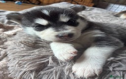 Utonagan dogs for sale: Siberian husky x alusky (malamute x husky) - Image 6