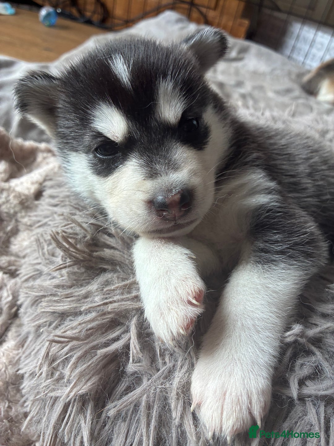 Utonagan dogs for sale: Siberian husky x alusky (malamute x husky) - Image 6