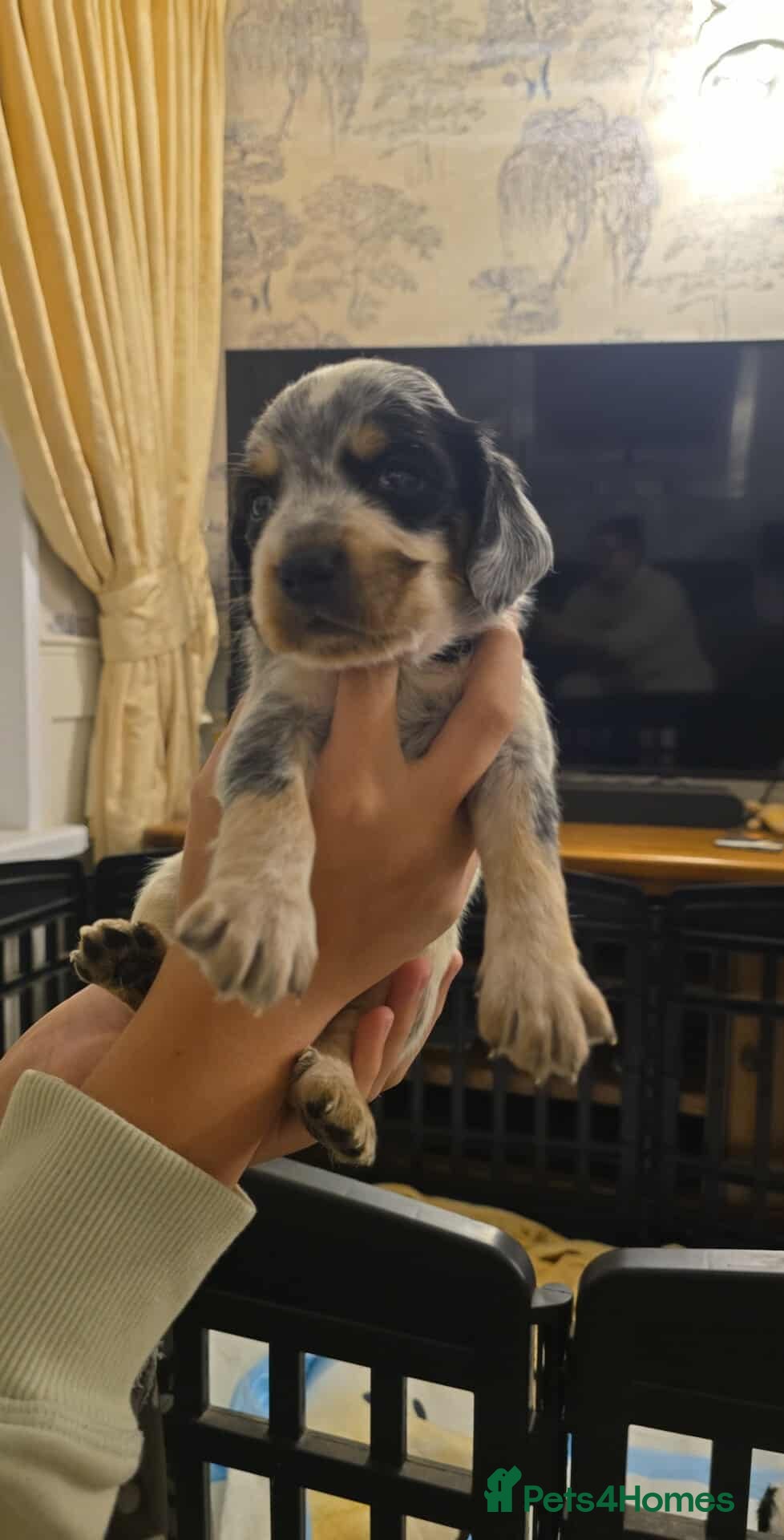 Sprocker dogs Cocker spaniel last boy remaining  - Advert 15