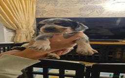 Sprocker dogs for sale: Cocker spaniel puppies  - Advert 3