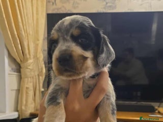 Sprocker dogs Cocker spaniel puppies - Advert 10