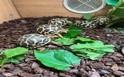 Tortoise reptiles for sale: Indian star tortoise  - Image 3