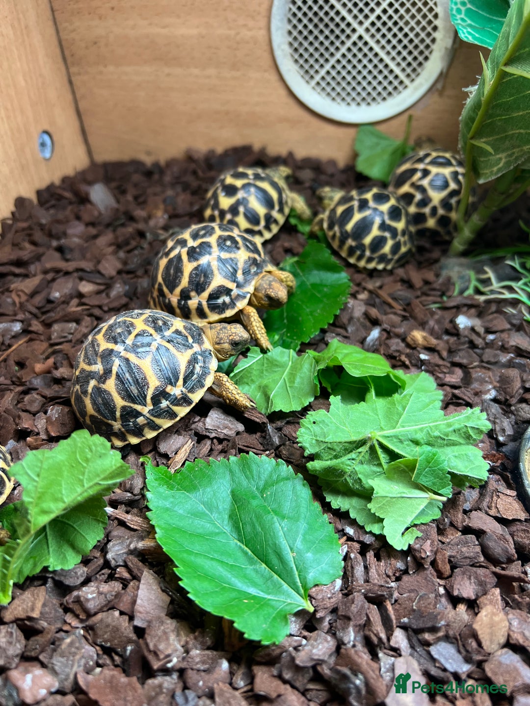Tortoise reptiles for sale: Indian star tortoise  - Image 3