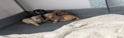 Mixed Breed dogs for sale: Pomeranian X Dachsand x Yorkie - Advert 5