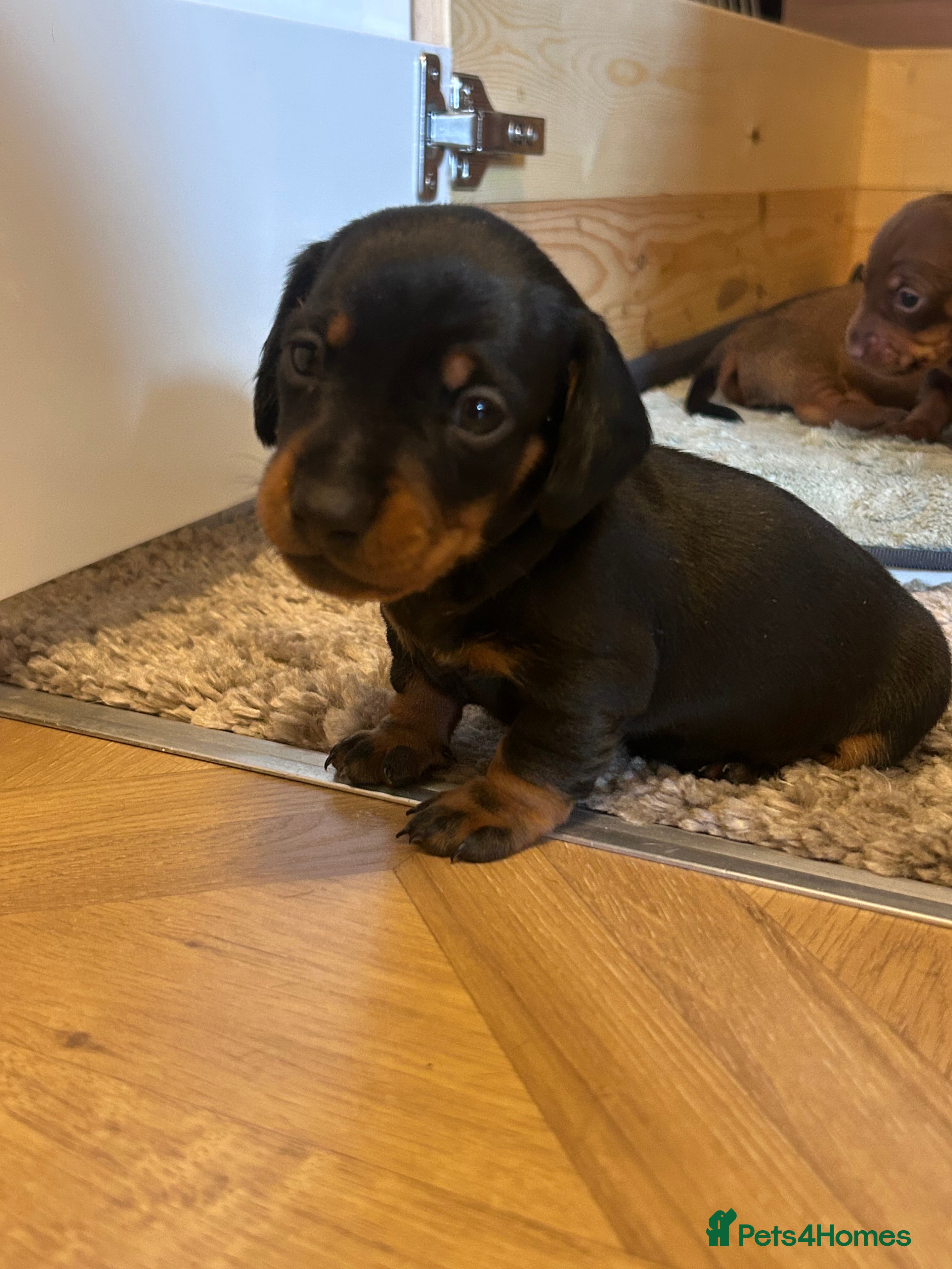 Miniature Dachshund dogs Miniature dachshund  - Advert 15