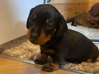 Miniature Dachshund dogs Miniature dachshund - Advert 15