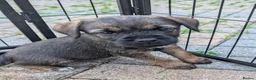 Border Terrier dogs for sale:  Two beautiful Border Terrier Pups - Advert 4