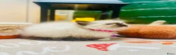 Ragdoll cats for sale: Pedigree ragdolls with docs and certificates - Advert 19