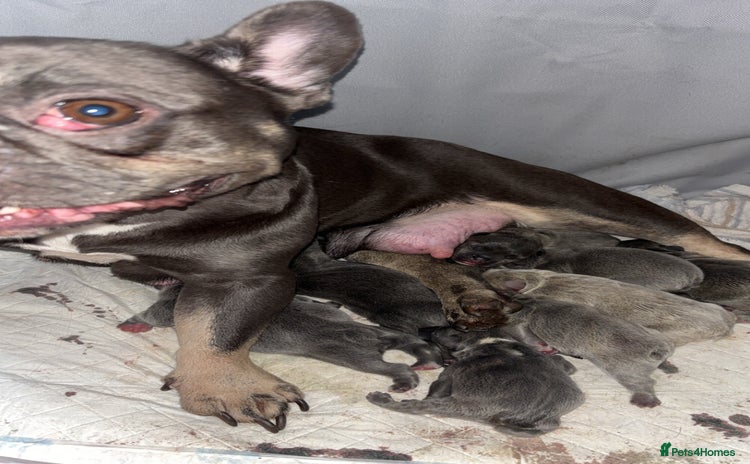 French Bulldog dogs - Advert 12