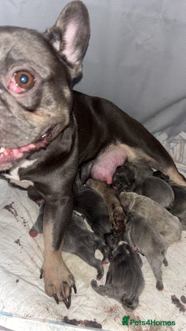 French Bulldog dogs - Advert 10