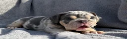 English Bulldog dogs for sale: KC registered Quality English bulldog pups - Advert 16