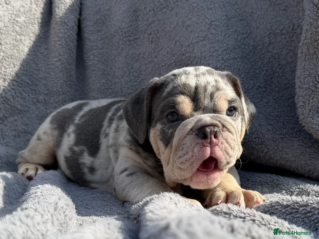 English Bulldog dogs for sale: KC registered Quality English bulldog pups - Advert 16