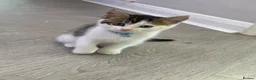 Mixed Breed cats for sale: 3 Gorgeous Kittens Looking for Their Forever Homes - Advert 13