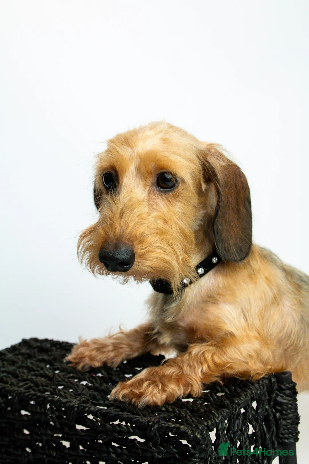 Miniature Dachshund dogs for sale: Rehoming miniature wire girls - Advert 1