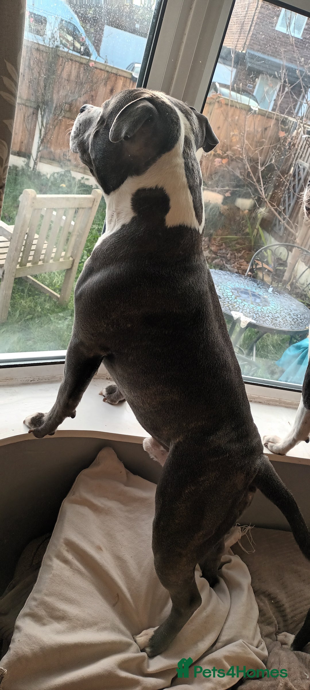 Staffordshire Bull Terrier dogs for stud: 'Blu' our handsome boy looking to Stud - Advert 4