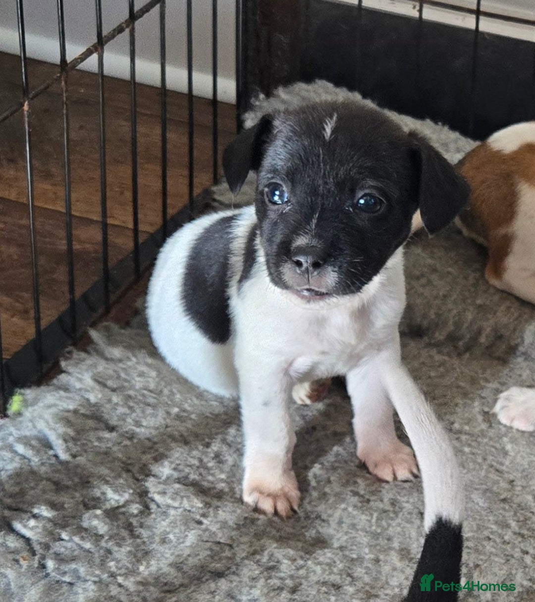 Jack Russell dogs for sale: 2 boys & 1 girl left, Ready & available from today - Image 4