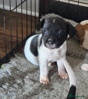 Jack Russell dogs Ready to leave 2 girls left - Advert 4