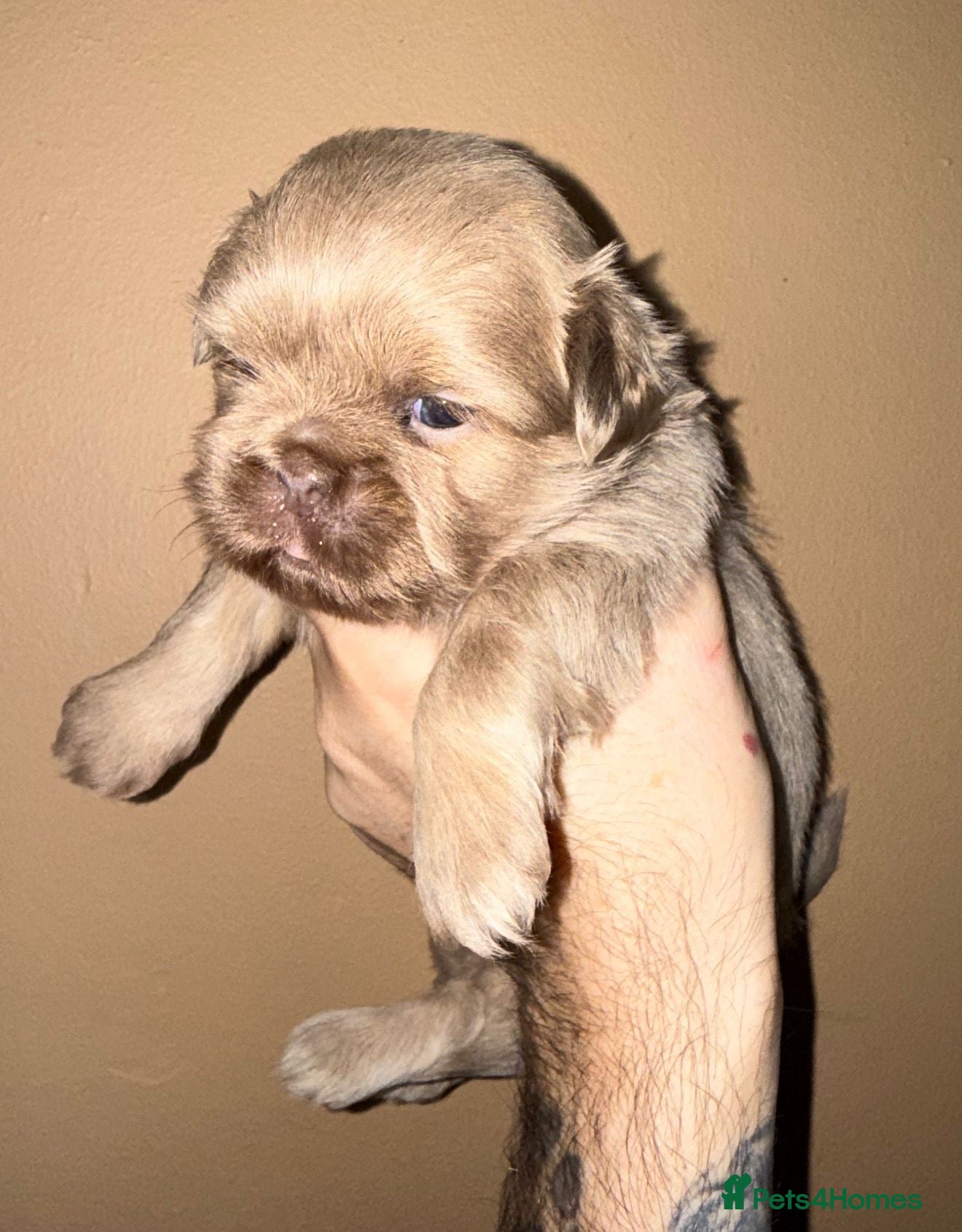 Shih Tzu dogs 💛🧡💜Stunning KC Shih Tzu Puppies🩷🧡💛 - Advert 16