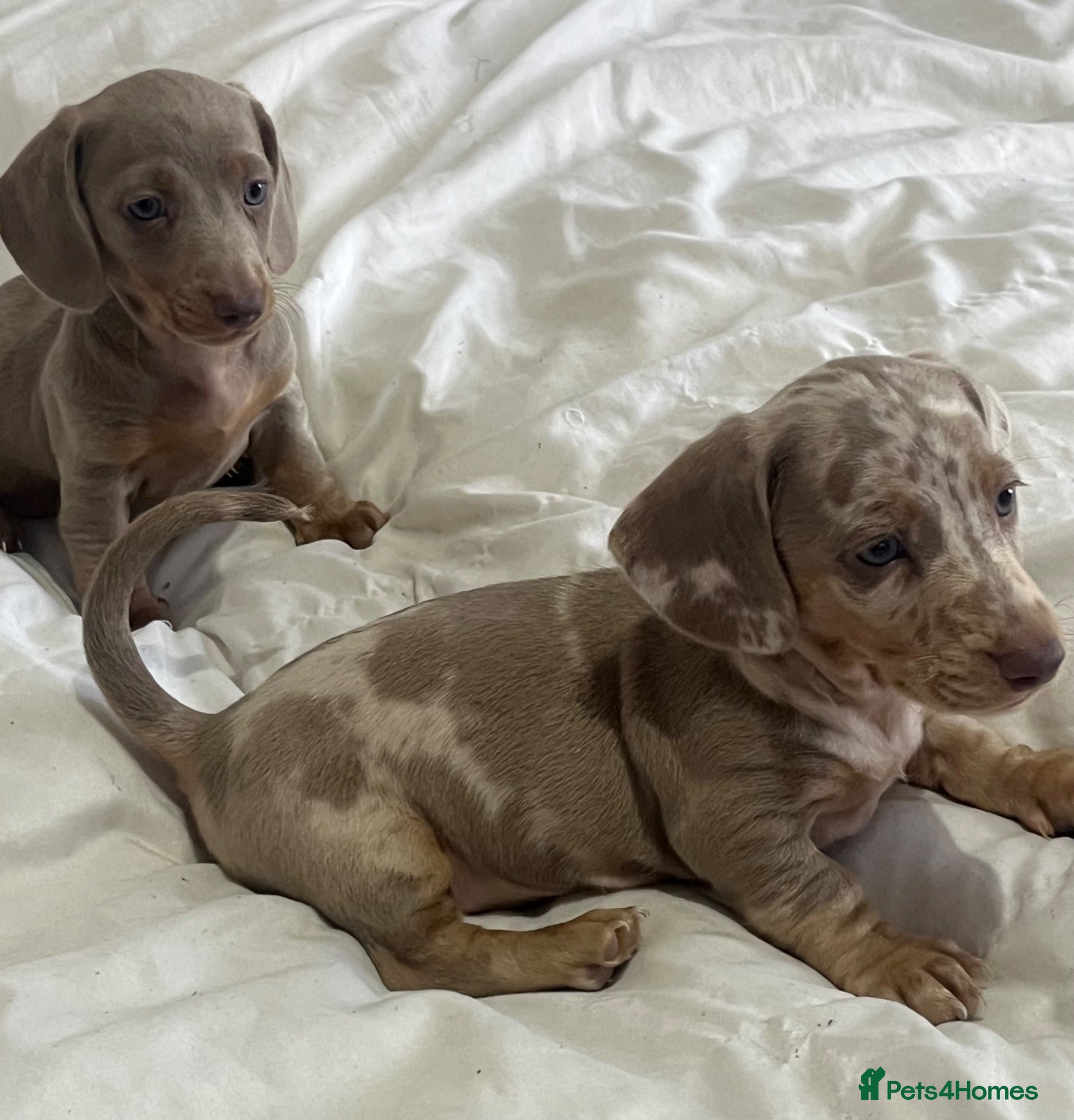 Miniature Dachshund dogs KC Minature dachshund puppies - Advert 7