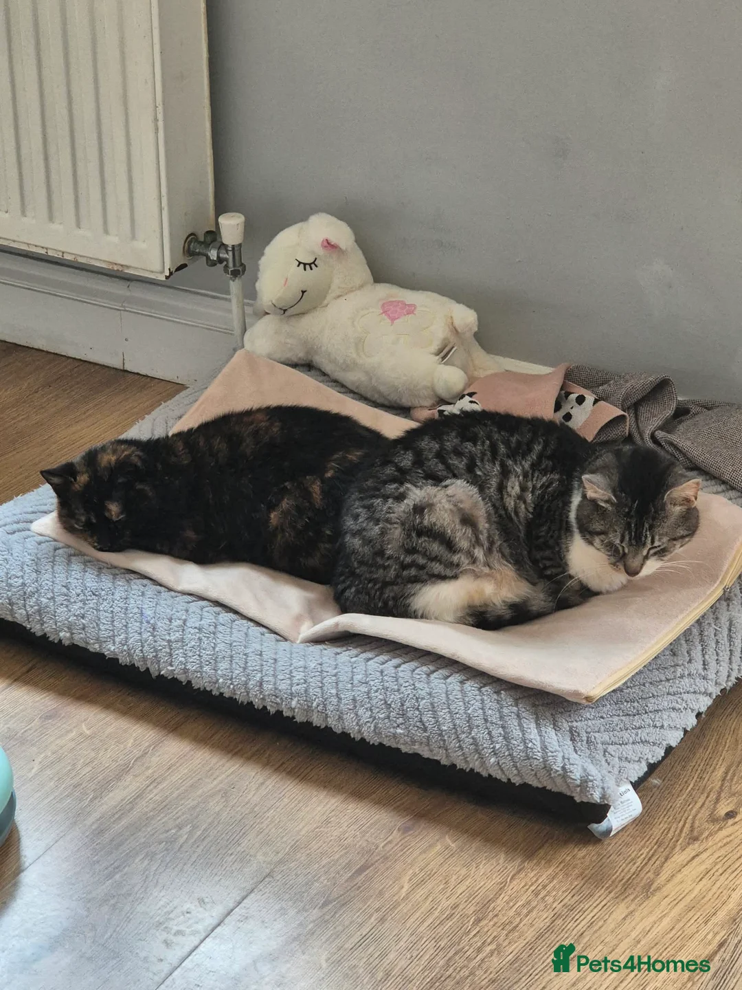 Mixed Breed cats for adoption: Mercury for adoption - Advert 2