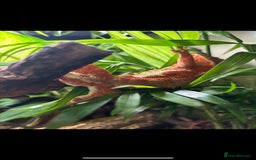 Gecko reptiles for sale: Phantom Red Lilly White  - Image 2