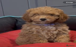 Cavapoochon dogs for sale: Gorgeous F1B toy Cavapoochon puppies  - Image 1