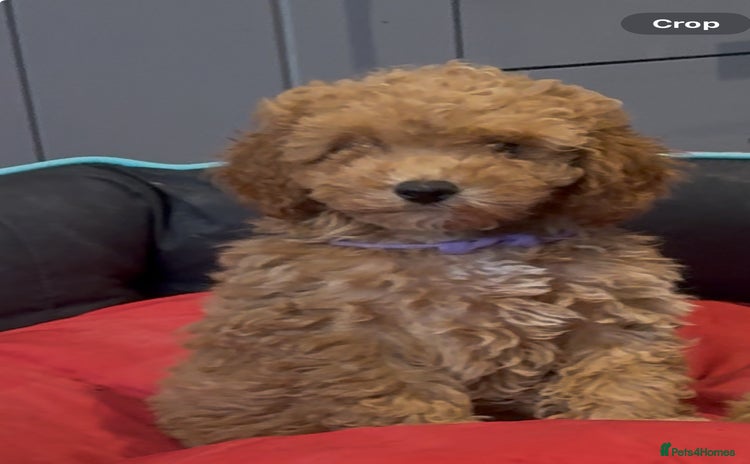 Cavapoochon dogs - Advert 1