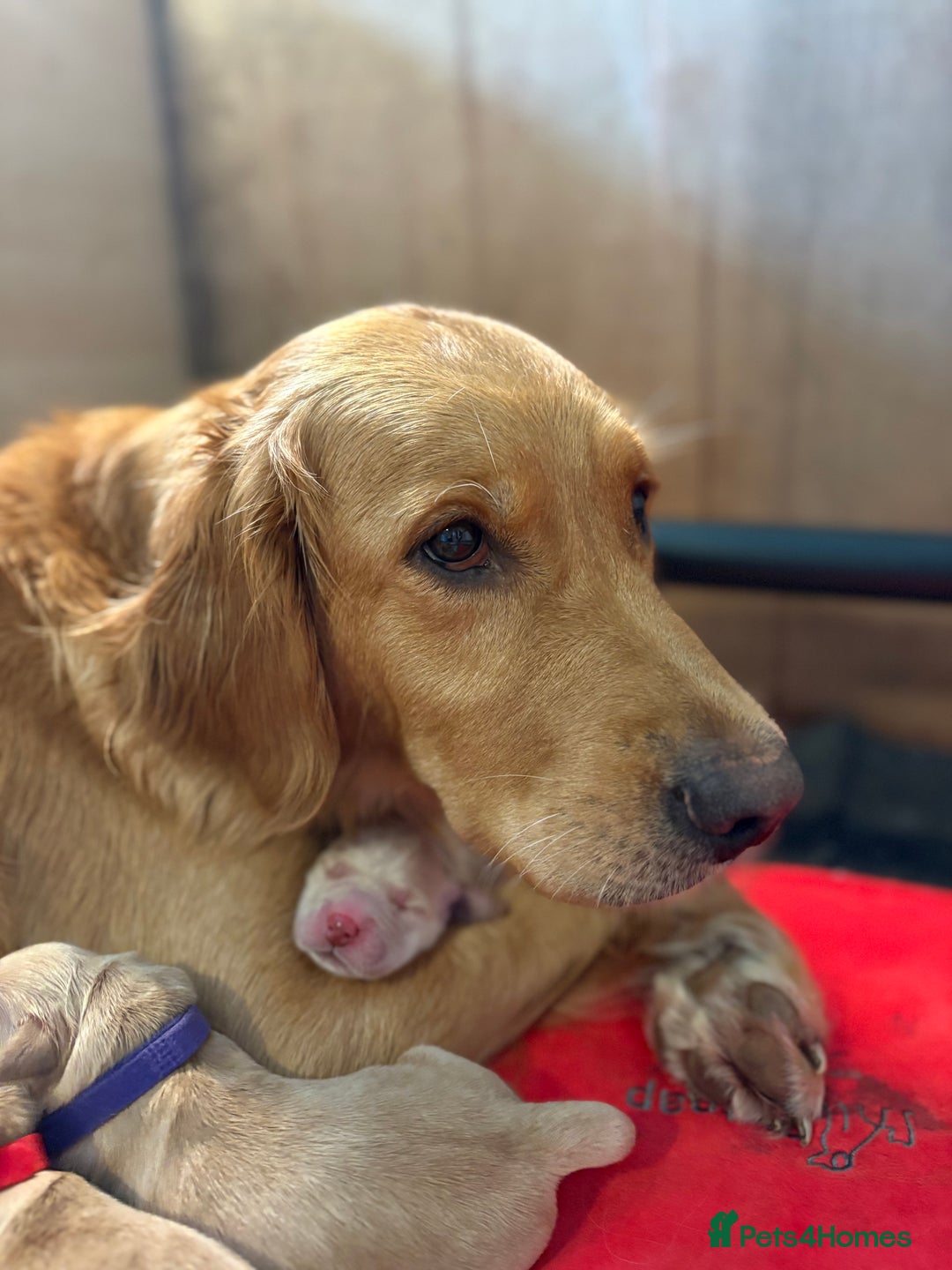 Golden Retriever dogs for sale: 1 female Golden Retriever Pup left for sale🥰🏡 - Advert 16