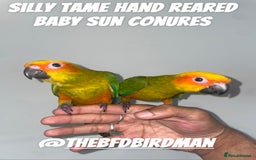 Conures birds for sale: 100% SILLY TAME HAND REARED BABY SUN CONURES - Image 1