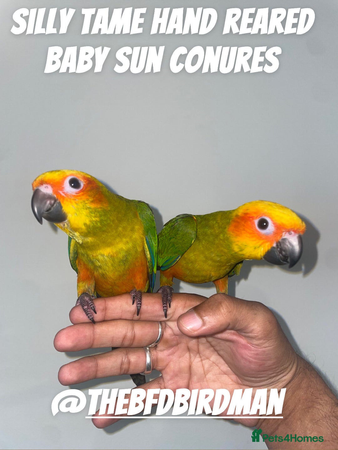 Conures birds for sale: 100% SILLY TAME HAND REARED BABY SUN CONURES - Image 1