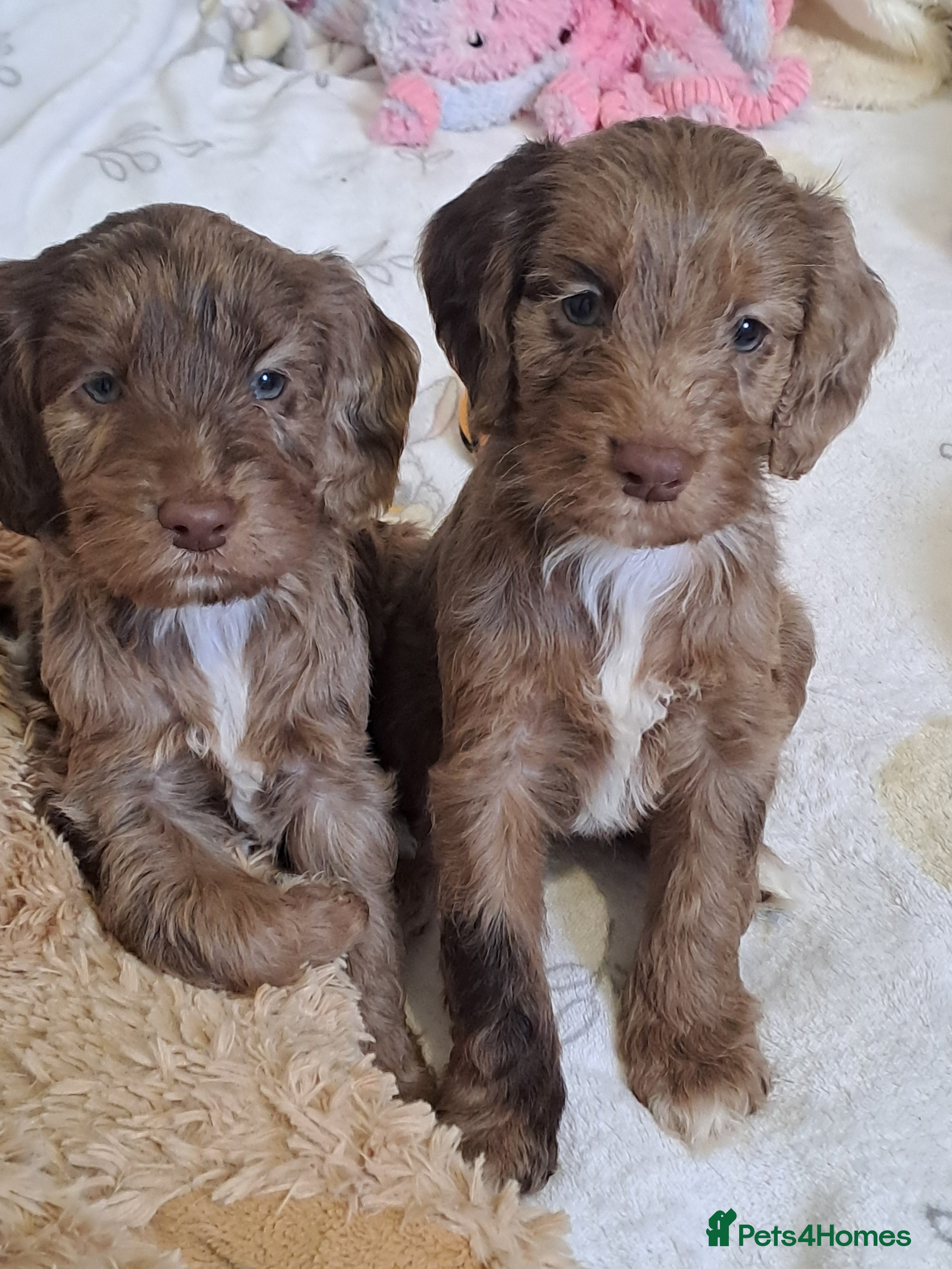 Cockapoo dogs F1 Cockapoo puppies  - Advert 7