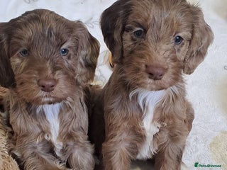 Cockapoo dogs F1 Cockapoo puppies - Advert 2