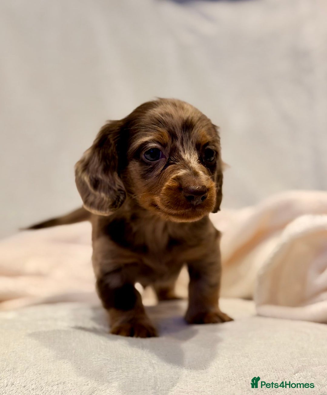 Miniature Dachshund dogs for sale: Long haired dachshund puppie - Advert 12