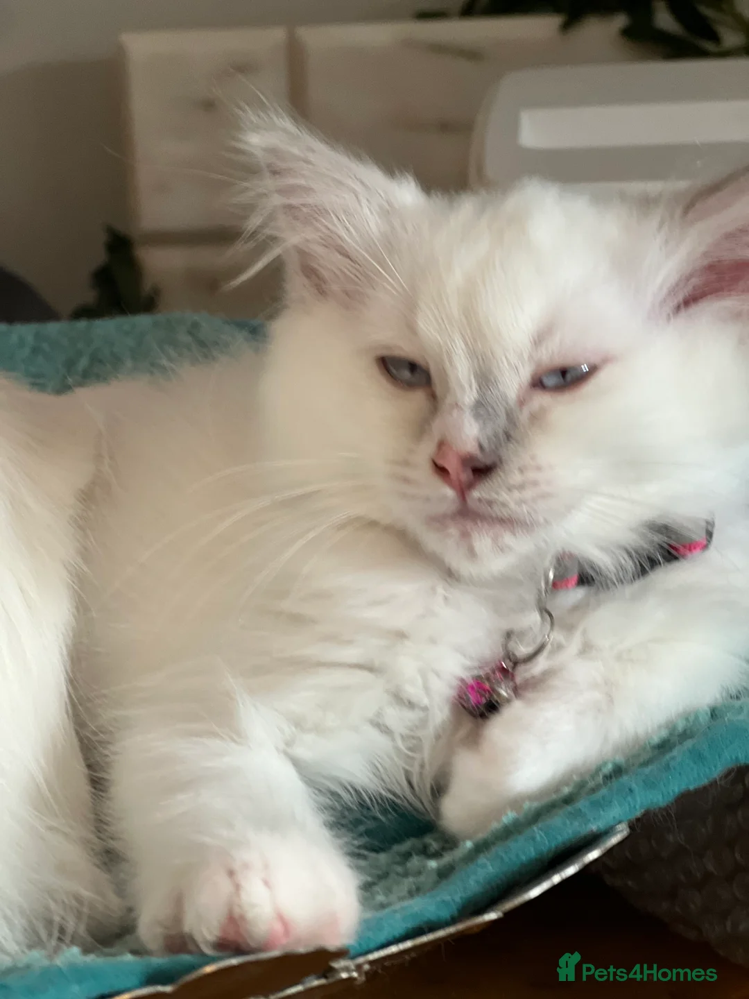 Ragdoll cats for sale: Blue Tortie Lynx kittens pure ragdolls - Advert 27