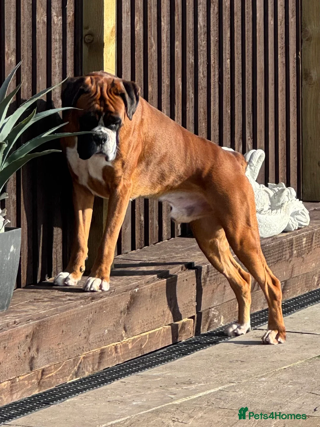 Boxer dogs for stud: Kc Health tested Bobtail - Advert 4