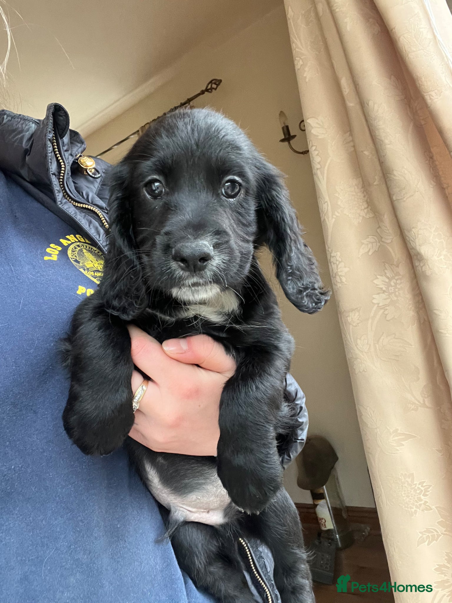 Cocker Spaniel dogs Cocker spaniel puppy’s  - Advert 15