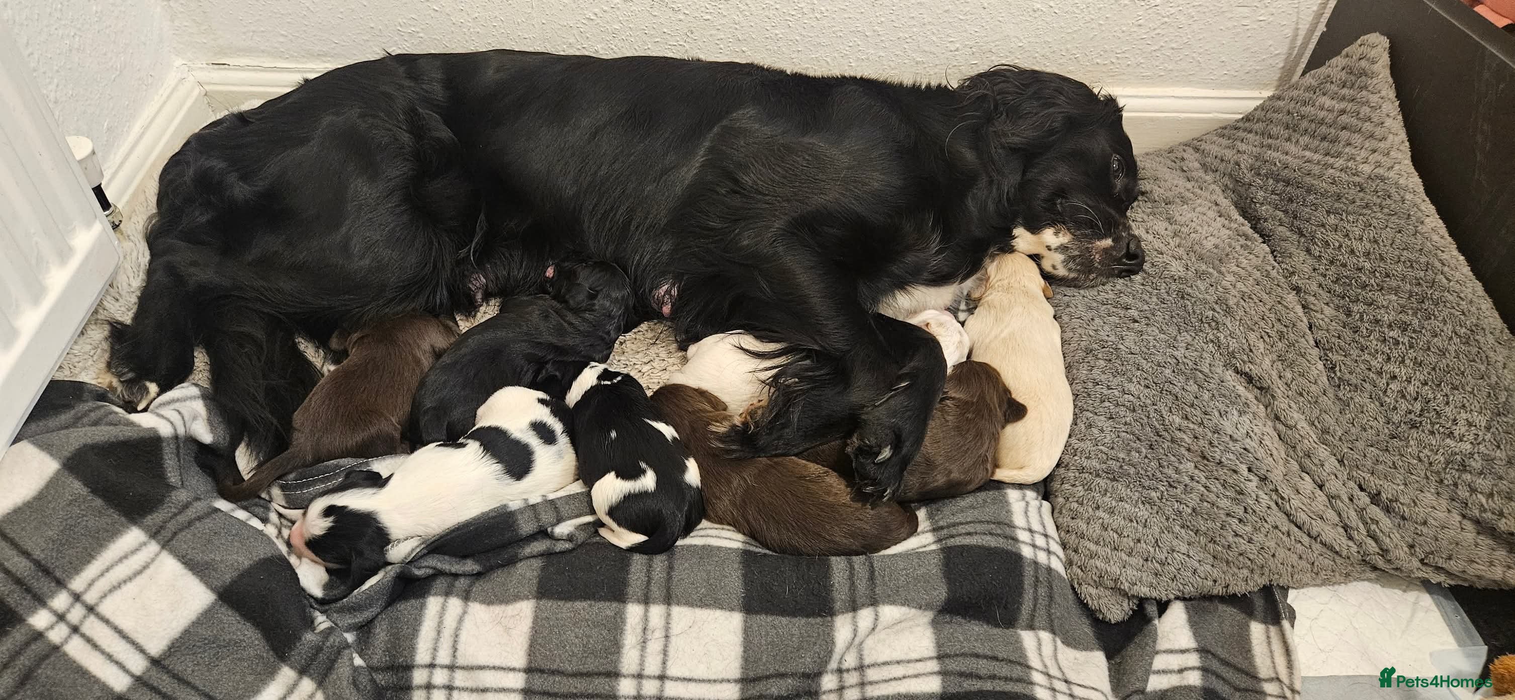 Mixed Breed dogs Spangold puppies  - Advert 9