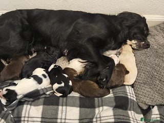 Mixed Breed dogs for sale: Spangold puppies - Advert 1