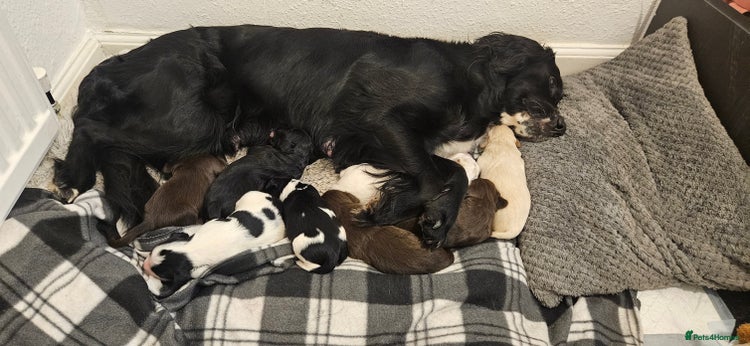 Mixed Breed dogs Spangold puppies - Advert 1