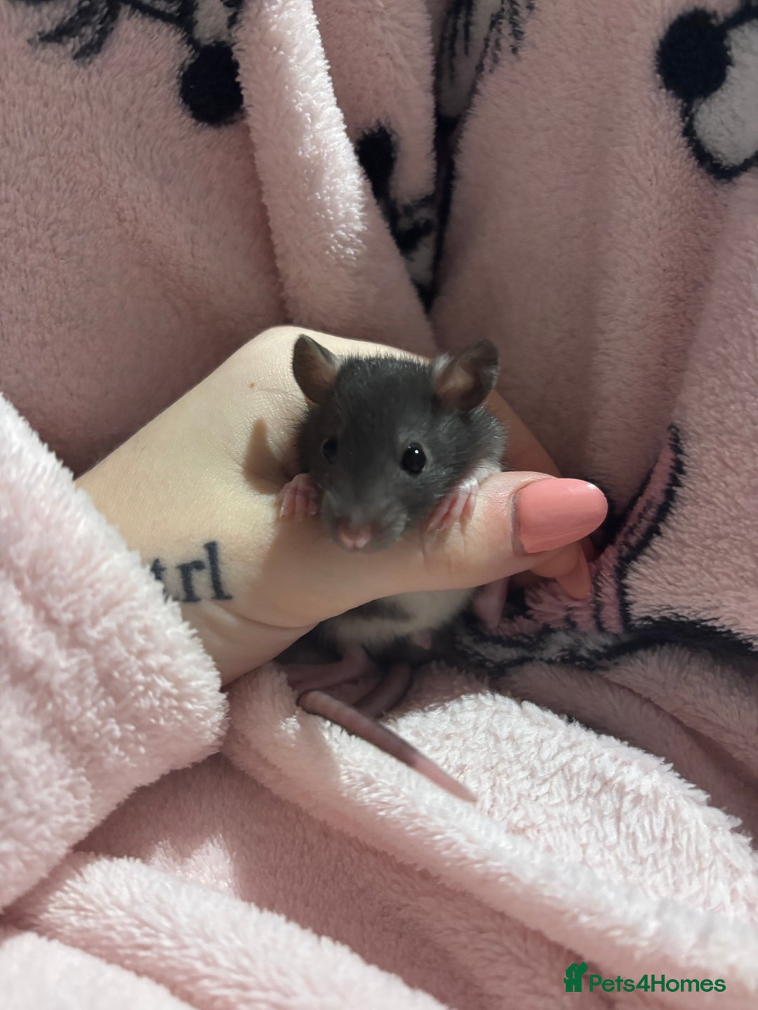 Rat rodents for sale: baby rats for sale GOING FAST.  - Advert 19