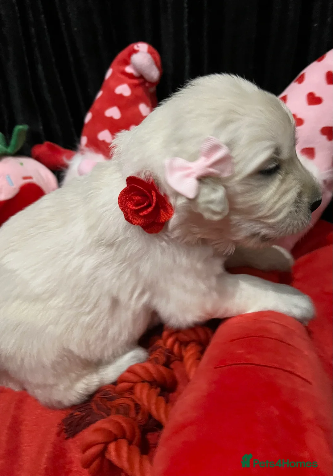 Golden Retriever dogs for sale: Exceptional Show Champion Litter   - Advert 15