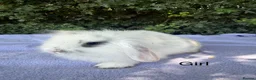 Mini Lop rabbits for sale: Mini lop babies  - Advert 6