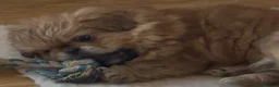 Pekingese dogs for sale: 4 Pekingese puppies  in Milton Keynes - Advert 9