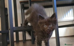 Maine Coon cats for sale: Stunning Maine Coon X  - Image 14