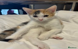 Mixed Breed cats for sale: Kittens looking for a home  - Image 5
