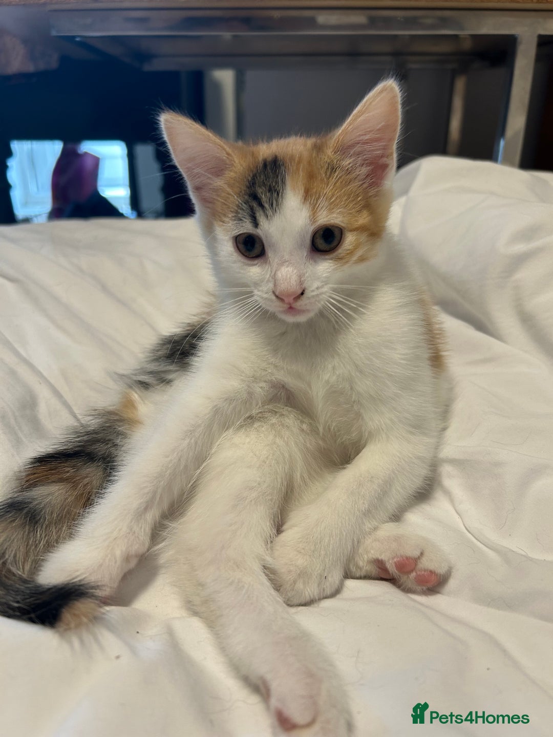 Mixed Breed cats for sale: Kittens looking for a home  - Image 5